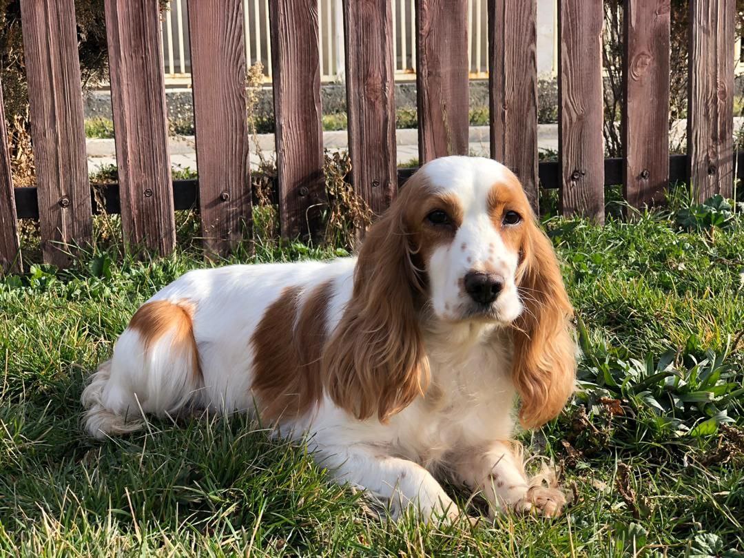 مولد نژاد انگلیش کوکر اسپانیل لانا